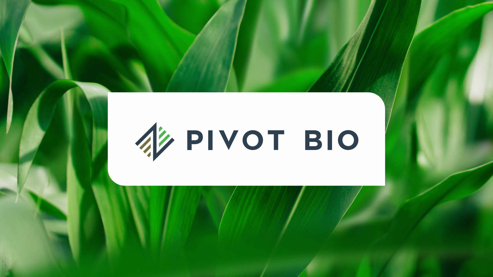 Thumbnail for Pivot Bio - North Carolina State